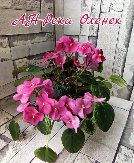 АН-Река Оленек