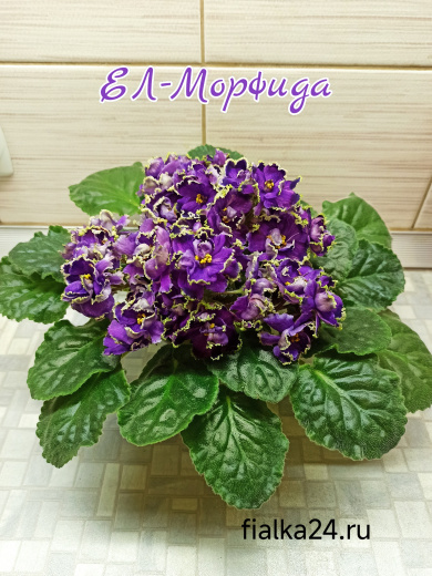 ЕЛ-Морфида