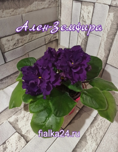 Ален-Земфира