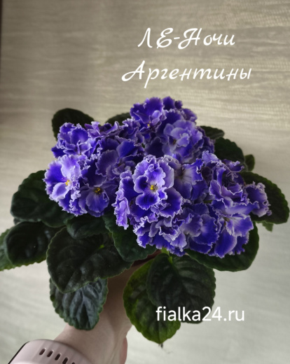 ЛЕ-Ночи Аргентины