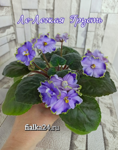 ЛЕ-Легкая Грусть