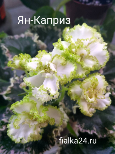 Ян-Каприз