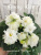 Spring Rose (Sorano)