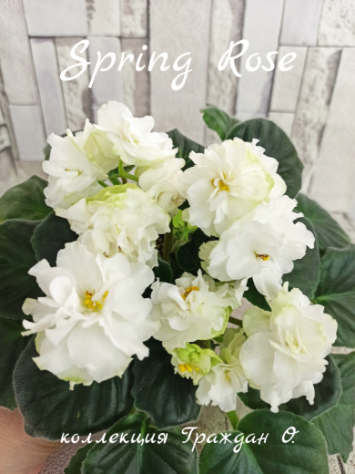 Spring Rose (Sorano)