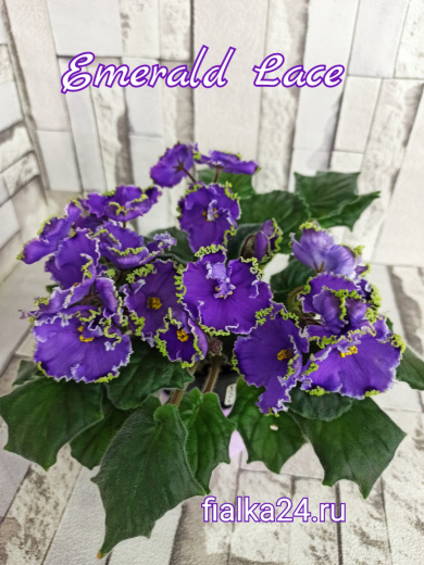 Emerald Lace (Swift)