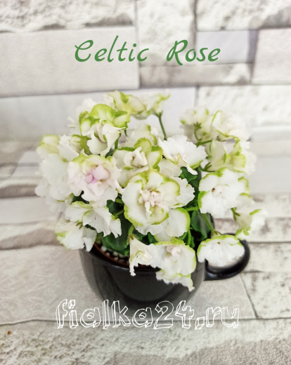 Celtic Rose (LLG)