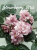 Strawberry Kiss (LLG/Sorano)