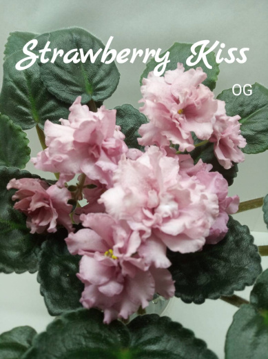 Strawberry Kiss (LLG/Sorano)