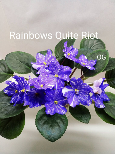 Rainbows Quiet Riot (Wasmund)