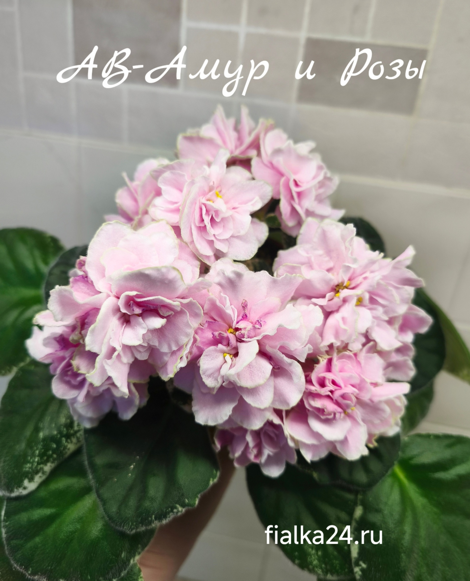 АВ-Амур и Розы