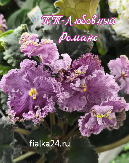 ПТ-Любовный Романс