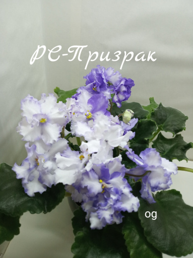 РС-Призрак