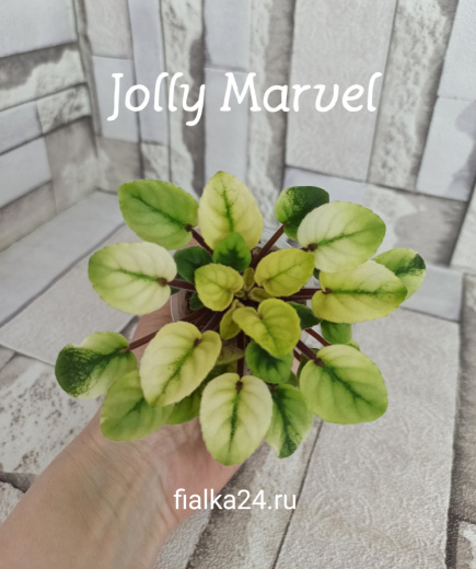 Jolly Marvel (Pittman)