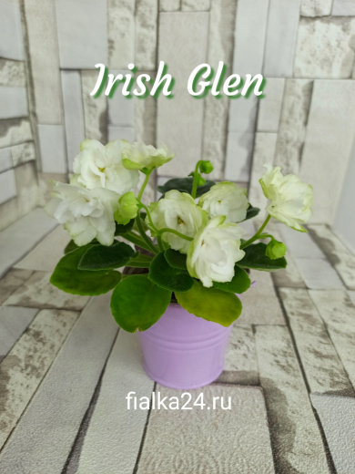 Irish Glen (LLG/Sorano)