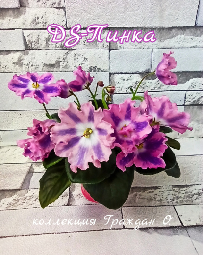 DS-Пинка