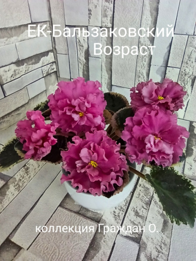 ЕК-Бальзаковский Возраст