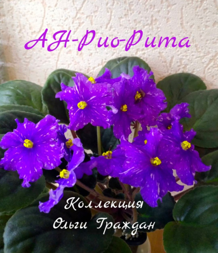 АН-Рио-Рита (Н. Андреева)