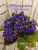 ЛЕ-Прекрасная Креолка