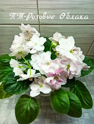 ПТ-Розовые Облака