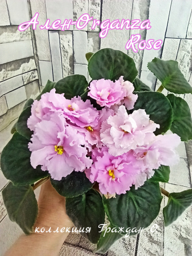 Ален-Organza Rose 