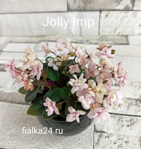 Jolly Imp (Pittman)