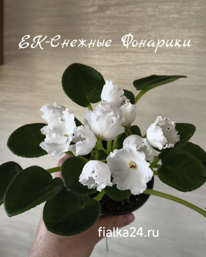 ЕК-Снежные Фонарики
