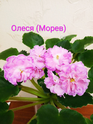 СМ-Олеся