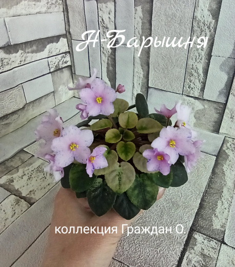 Н-Барышня