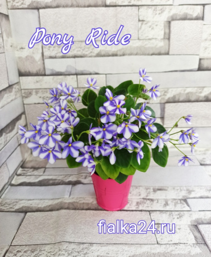 Pony Ride (Sorano)