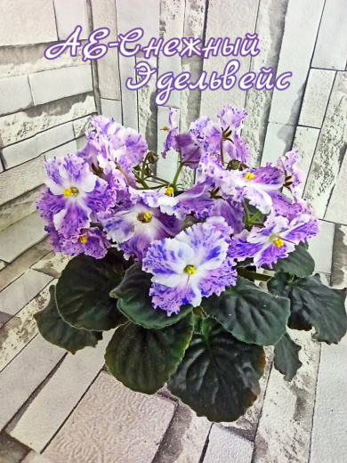 АЕ-Снежный Эдельвейс
