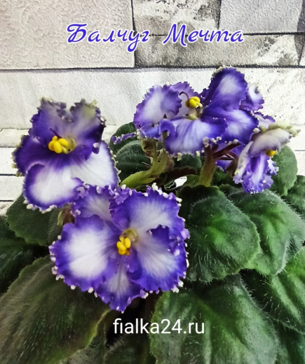 Балчуг Мечта (И.Милехин)