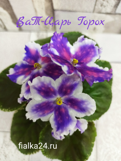 ВаТ-Царь Горох