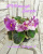 НД-Поцелуй Венеры