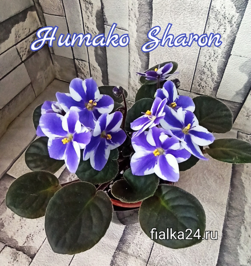 Humako Sharon