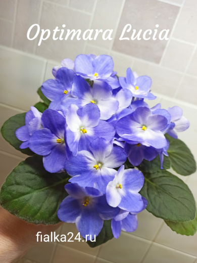 Optimara Lucia (Holtkamp)