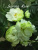 Spring Rose (Sorano)