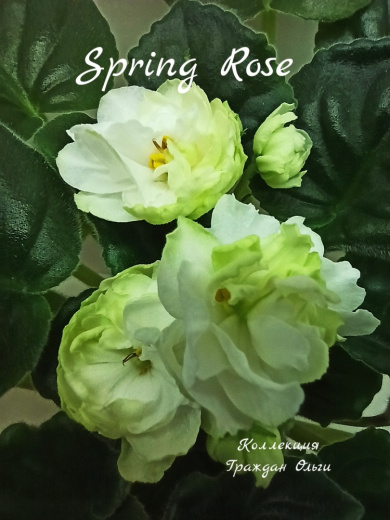 Spring Rose (Sorano)