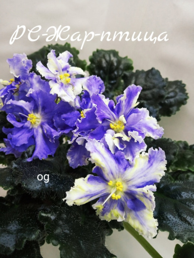 РС-Жар-птица
