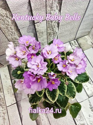 Kentucky Baby Bells (Rollins)