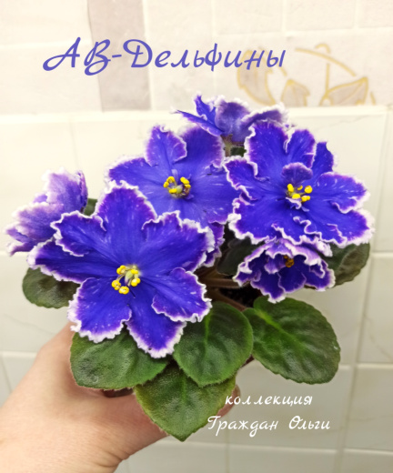 АВ-Дельфины