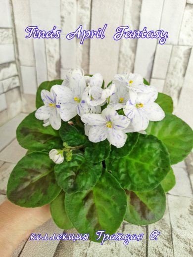 Tina's April Fantasy (Elfstrom)