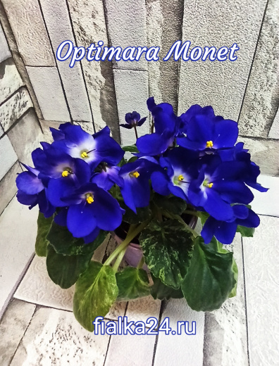 Optimara Monet (Holtkamp)