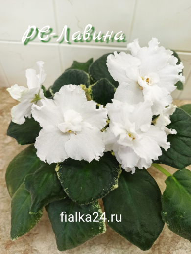 РС-Лавина