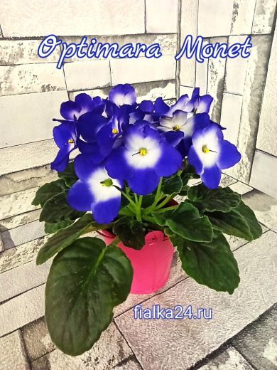 Optimara Monet (Holtkamp)