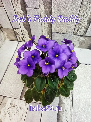 Rob's Fuddy Daddy (Robinson)