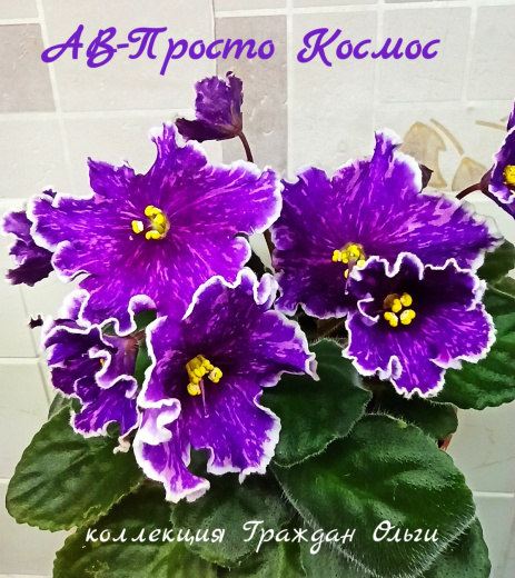 АВ-Просто Космос