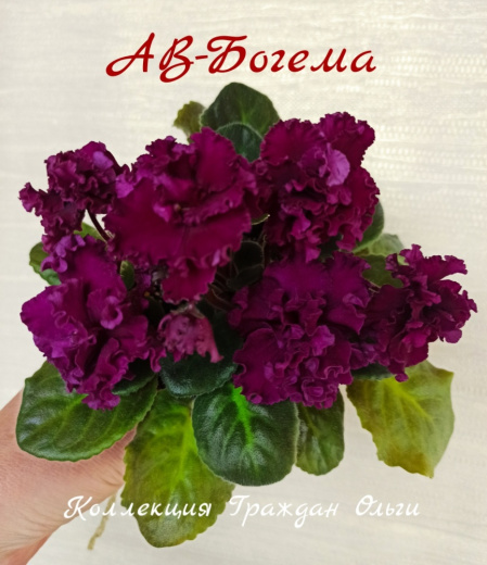 АВ-Богема