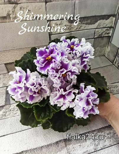 Simmering Sunshine (Donsworth)