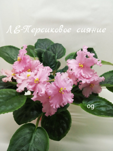 ЛЕ - Персиковое сияние