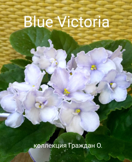 Blue Victoria (Volkmann)